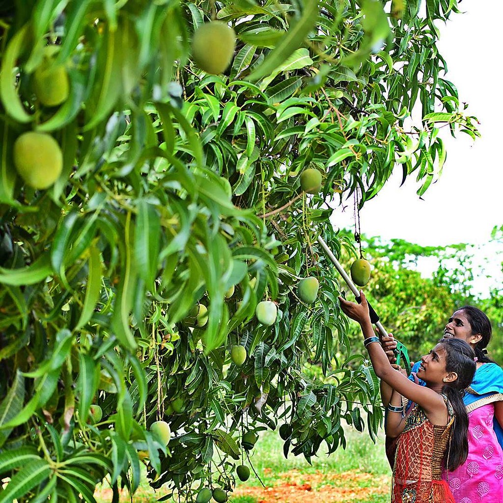 school-food-climate-challenge